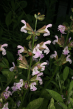 Salvia officinalis RCP6-09 051.jpg